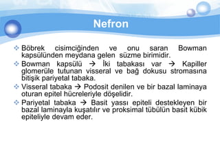 Nefron

 Böbrek cisimciğinden ve onu saran Bowman
  kapsülünden meydana gelen süzme birimidir.
 Bowman kapsülü  İki tabakası var  Kapiller
  glomerüle tutunan visseral ve bağ dokusu stromasına
  bitişik pariyetal tabaka.
 Visseral tabaka  Podosit denilen ve bir bazal laminaya
  oturan epitel hücreleriyle döşelidir.
 Pariyetal tabaka  Basit yassı epiteli destekleyen bir
  bazal laminayla kuşatılır ve proksimal tübülün basit kübik
  epiteliyle devam eder.
 