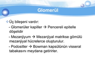 Glomerül

Üç bileşeni vardır:
 - Glomerüler kapiller  Pencereli epitelle
 döşelidir
 - Mezanjiyum  Mezanjiyal matrikse gömülü
 mezanjiyal hücrelerce oluşturulur.
 - Podositler  Bowman kapsülünün visseral
 tabakasını meydana getirirler.
 