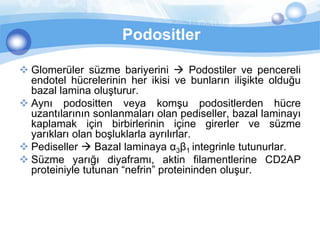 Podositler

 Glomerüler süzme bariyerini  Podostiler ve pencereli
  endotel hücrelerinin her ikisi ve bunların ilişikte olduğu
  bazal lamina oluşturur.
 Aynı podositten veya komşu podositlerden hücre
  uzantılarının sonlanmaları olan pediseller, bazal laminayı
  kaplamak için birbirlerinin içine girerler ve süzme
  yarıkları olan boşluklarla ayrılırlar.
 Pediseller  Bazal laminaya α3β1 integrinle tutunurlar.
 Süzme yarığı diyaframı, aktin filamentlerine CD2AP
  proteiniyle tutunan “nefrin” proteininden oluşur.
 
