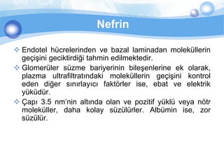 Nefrin

 Endotel hücrelerinden ve bazal laminadan moleküllerin
  geçişini geciktirdiği tahmin edilmektedir.
 Glomerüler süzme bariyerinin bileşenlerine ek olarak,
  plazma ultrafiltratındaki moleküllerin geçişini kontrol
  eden diğer sınırlayıcı faktörler ise, ebat ve elektrik
  yüküdür.
 Çapı 3.5 nm’nin altında olan ve pozitif yüklü veya nötr
  moleküller, daha kolay süzülürler. Albümin ise, zor
  süzülür.
 