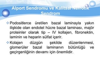 Alport Sendromu ve Kalıtsal Nefrotik
                Sendrom

Podositlerce üretilen bazal laminayla yakın
 ilişkide olan endotel hücre bazal laminası, majör
 proteinler olarak tip – IV kollajen, fibronektin,
 laminin ve heparin sülfat içerir.
Kolajen      düzgün     şekilde    düzenlenmesi,
 glomerüler bazal laminanın bütünlüğü ve
 geçirgenliğinin devamı için önemlidir.
 