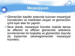 Mezanjiyum

Glomerüler kapiller arasında bulunan mezanjiyal
 hücrelerden ve matriksten oluşan ve glomerülün
 içind eyer alan bir yapıdır.
İlave olarak, mezanjiyal hücreler maküla densa
 ile afferent ve efferen glomerüler arterlerce
 sınırlandırılan bir boşlukta ve glomerülün dışında
 da toplanırlar (ekstraglomerüler mezanjiyal
 hücreler).
 