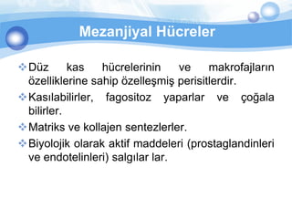 Mezanjiyal Hücreler

Düz       kas   hücrelerinin    ve    makrofajların
 özelliklerine sahip özelleşmiş perisitlerdir.
Kasılabilirler, fagositoz yaparlar ve çoğala
 bilirler.
Matriks ve kollajen sentezlerler.
Biyolojik olarak aktif maddeleri (prostaglandinleri
 ve endotelinleri) salgılar lar.
 