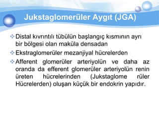 Jukstaglomerüler Aygıt (JGA)

Distal kıvrıntılı tübülün başlangıç kısmının ayrı
 bir bölgesi olan maküla densadan
Ekstraglomerüler mezanjiyal hücrelerden
Afferent glomerüler arteriyolün ve daha az
 oranda da efferent glomerüler arteriyolün renin
 üreten     hücrelerinden      (Jukstaglome     rüler
 Hücrelerden) oluşan küçük bir endokrin yapıdır.
 