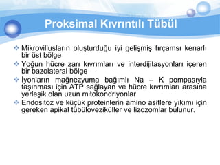 Proksimal Kıvrıntılı Tübül

 Mikrovillusların oluşturduğu iyi gelişmiş fırçamsı kenarlı
  bir üst bölge
 Yoğun hücre zarı kıvrımları ve interdijitasyonları içeren
  bir bazolateral bölge
 İyonların mağnezyuma bağımlı Na – K pompasıyla
  taşınması için ATP sağlayan ve hücre kıvrımları arasına
  yerleşik olan uzun mitokondriyonlar
 Endositoz ve küçük proteinlerin amino asitlere yıkımı için
  gereken apikal tübüloveziküller ve lizozomlar bulunur.
 