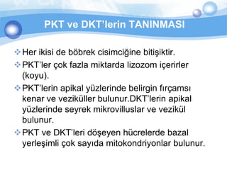 PKT ve DKT’lerin TANINMASI

Her ikisi de böbrek cisimciğine bitişiktir.
PKT’ler çok fazla miktarda lizozom içerirler
 (koyu).
PKT’lerin apikal yüzlerinde belirgin fırçamsı
 kenar ve veziküller bulunur.DKT’lerin apikal
 yüzlerinde seyrek mikrovilluslar ve vezikül
 bulunur.
PKT ve DKT’leri döşeyen hücrelerde bazal
 yerleşimli çok sayıda mitokondriyonlar bulunur.
 