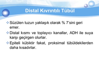 Distal Kıvrıntılı Tübül

Süzülen tuzun yaklaşık olarak % 7’sini geri
 emer.
Distal kısmı ve toplayıcı kanallar, ADH ile suya
 karşı geçirgen olurlar.
Epiteli kübiktir fakat, proksimal tübüldekilerden
 daha kısadırlar.
 