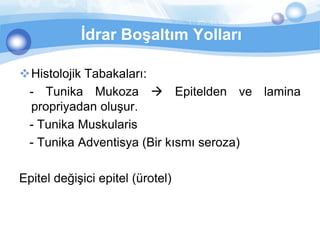 İdrar Boşaltım Yolları

Histolojik Tabakaları:
 - Tunika Mukoza  Epitelden ve lamina
 propriyadan oluşur.
 - Tunika Muskularis
 - Tunika Adventisya (Bir kısmı seroza)

Epitel değişici epitel (ürotel)
 
