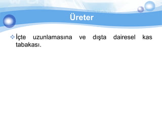 Üreter

İçte uzunlamasına   ve   dışta   dairesel   kas
 tabakası.
 