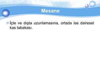 Mesane

İçte ve dışta uzunlamasına, ortada ise dairesel
 kas tabakası.
 