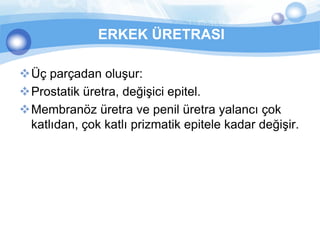 ERKEK ÜRETRASI

Üç parçadan oluşur:
Prostatik üretra, değişici epitel.
Membranöz üretra ve penil üretra yalancı çok
 katlıdan, çok katlı prizmatik epitele kadar değişir.
 