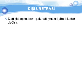 DİŞİ ÜRETRASI

Değişici epitelden - çok katlı yassı epitele kadar
 değişir.
 