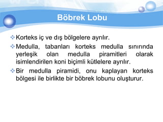 Böbrek Lobu

Korteks iç ve dış bölgelere ayrılır.
Medulla, tabanları korteks medulla sınırında
 yerleşik olan medulla piramitleri olarak
 isimlendirilen koni biçimli kütlelere ayrılır.
Bir medulla piramidi, onu kaplayan korteks
 bölgesi ile birlikte bir böbrek lobunu oluşturur.
 