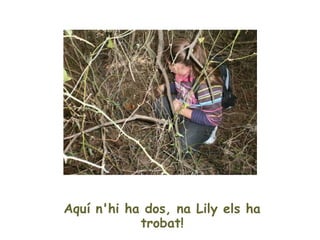 Aquí n'hi ha dos, na Lily els ha
            trobat!
 