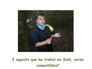 I aquests que ha trobat en Saïd, seran
             comestibles?
 