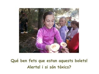 Qué ben fets que estan aquests bolets!
        Alerta! i si són tòxics?
 