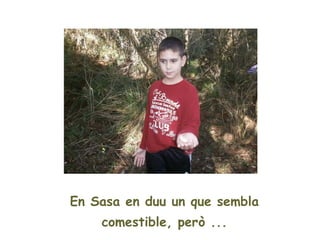 En Sasa en duu un que sembla
    comestible, però ...
 