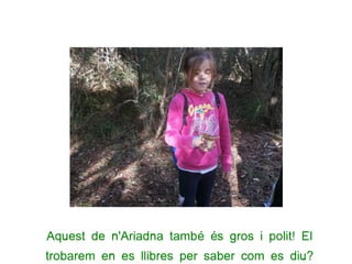 Aquest de n'Ariadna també és gros i polit! El
trobarem en es llibres per saber com es diu?
 