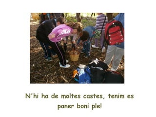 N'hi ha de moltes castes, tenim es
          paner boni ple!
 