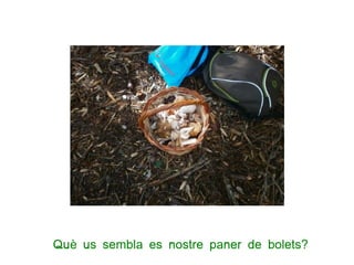 Què us sembla es nostre paner de bolets?
 