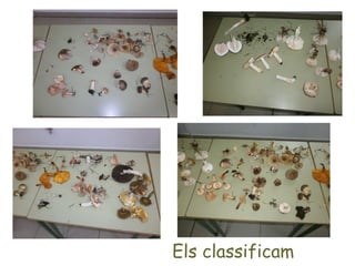 Els classificam
 
