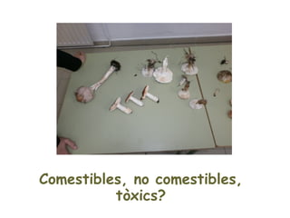 Comestibles, no comestibles,
          tòxics?
 