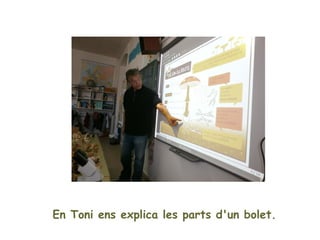 En Toni ens explica les parts d'un bolet.
       Que es bolets formen espores.
Que les espores germinen i formen les hifes.
 