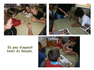 Es peu d’aquest
bolet és llenyós.
 