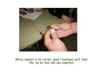 Mirau aquest si és curiós, quan l’espitges surt fum!
         No, no és fum són ses espores!
 