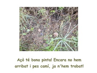 Açò té bona pinta! Encara no hem
arribat i pes camí, ja n'hem trobat!
 
