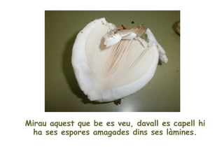 Mirau aquest que bé es veu! davall es capell hi
 ha ses espores amagades dins ses làmines.
 