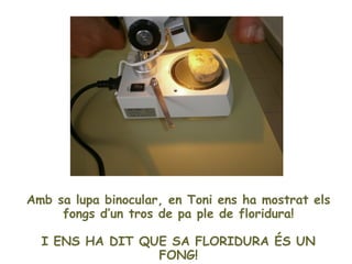 I ENS HA DIT QUE SA FLORIDURA TAMBÉ ÉS
          UN FONG, COM ELS BOLETS!
   Clar que de fongs n'hi ha de moltes castes.

...