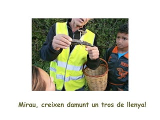 Mirau, creixen damunt un tros de llenya!
 