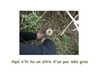 Aquí n'hi ha un altre d'un poc més gros
 