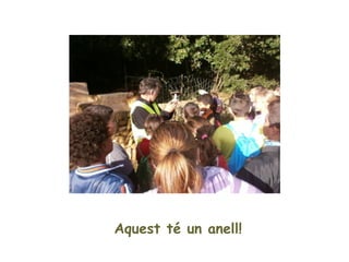 Aquest té un anell!
 