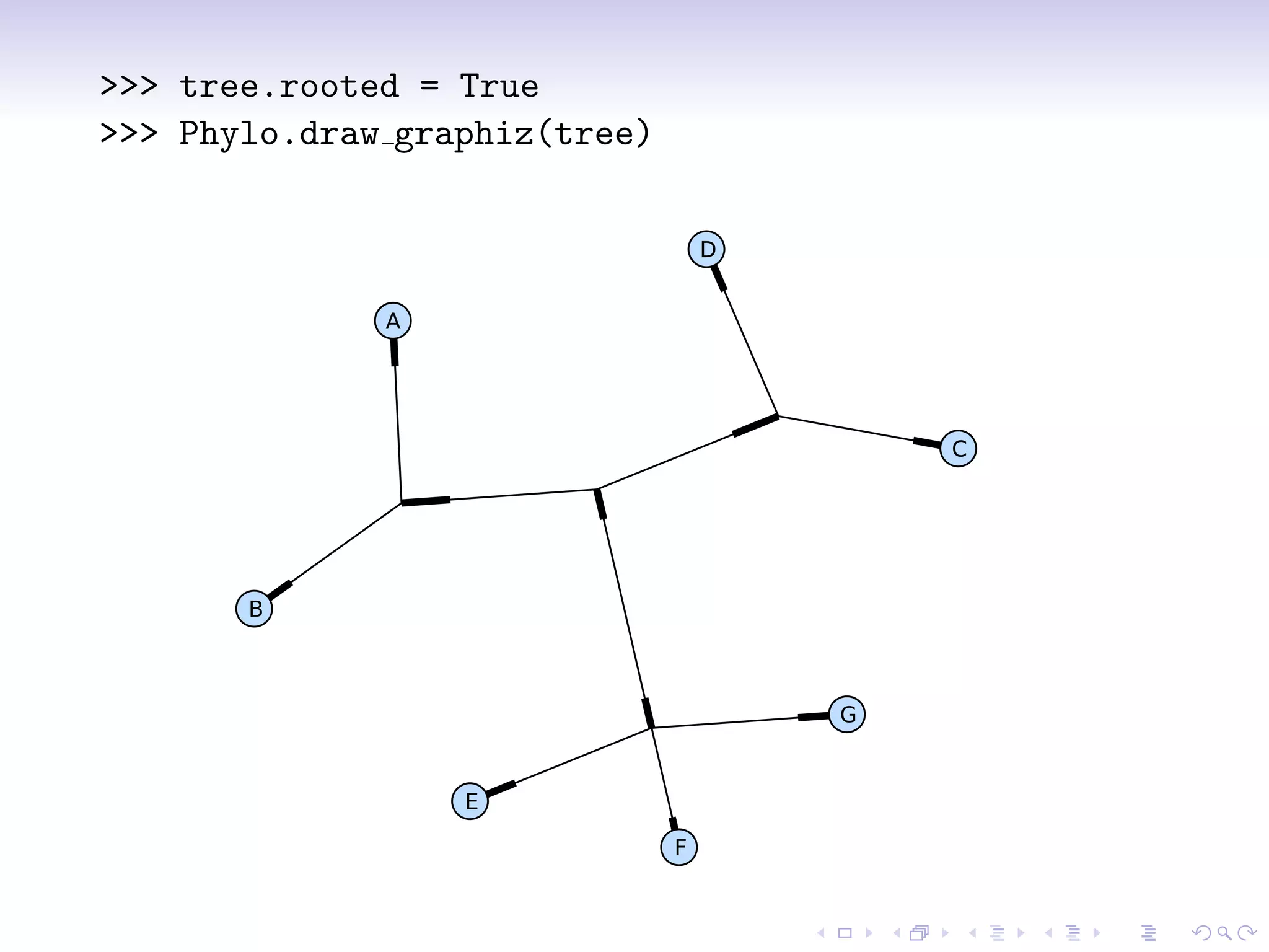>>> tree.rooted = True
>>> Phylo.draw graphiz(tree)

                                   D
              A


                                           C



       B

                                       G

                  E
                               F
 
