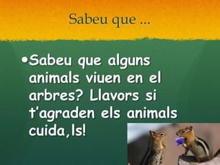 Sabeu que ...Sabeu que alguns animals viuen en el arbres? Llavors si t’agraden els animals cuida,ls!