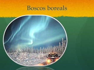 Boscos boreals