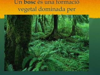 Un bosc és una formació vegetal dominada per espècies arbòries.