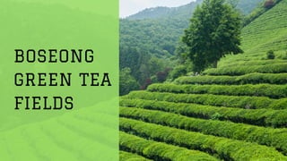 BOSEONG
GREEN TEA
FIELDS
 