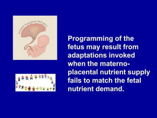 Programming of the
fetus may result from
adaptations invoked
when the materno-
placental nutrient supply
fails to match the fetal
nutrient demand.
 