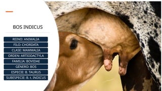 ganado BOS INDICUS.pptx medicina veterinaria | PPTX