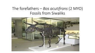 The forefathers – Bos acutifrons (2 MYO)
Fossils from Siwaliks
 