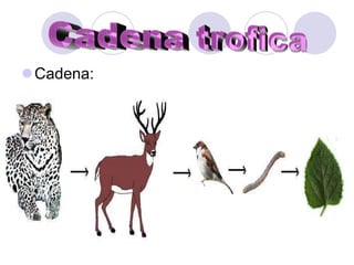                              .Cadena:Cadena trofica