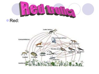              .Red:Red trofica