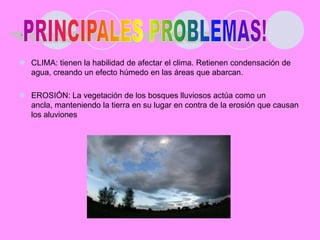 .CLIMA: tienen la habilidad de afectar el clima. Retienen condensación de agua, creando un efecto húmedo en las áreas que abarcan. EROSIÓN: La vegetación de los bosques lluviosos actúa como un ancla, manteniendo la tierra en su lugar en contra de la erosión que causan los aluvionesPRINCIPALES PROBLEMAS!