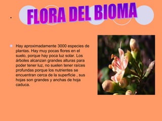 .FLORA DEL BIOMAHay aproximadamente 3000 especies de plantas. Hay muy pocas flores en el suelo, porque hay poca luz solar. Los árboles alcanzan grandes alturas para poder tener luz, no suelen tener raíces profundas porque los nutrientes se encuentran cerca de la superficie , sus hojas son grandes y anchas de hoja caduca.