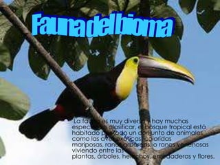                     .Fauna del bioma La fauna es muy diversa y hay muchas    especies sin clasificar, el bosque tropical está habitado por todo un conjunto de animales como las aves exóticas, coloridas mariposas, ranas arbóreas, o ranas venenosas viviendo entre las plantas, árboles, helechos, enredaderas y flores. 