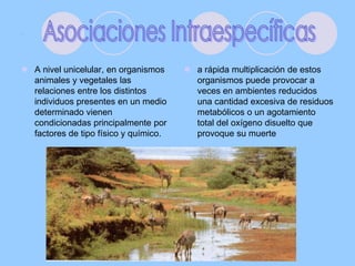.A nivel unicelular, en organismos animales y vegetales las relaciones entre los distintos individuos presentes en un medio determinado vienen condicionadas principalmente por factores de tipo físico y químico. a rápida multiplicación de estos organismos puede provocar a veces en ambientes reducidos una cantidad excesiva de residuos metabólicos o un agotamiento total del oxígeno disuelto que provoque su muerte Asociaciones Intraespecíficas