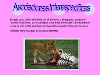 .En este caso prima el interés por el alimento o el espacio, aunque en muchas ocasiones, para conseguir unos fines se recurra a compromisosDentro de este amplio apartado se incluyen todas aquellas relaciones directas o indirectas entre individuos de especies diferentesAsociaciones Interespecíficas